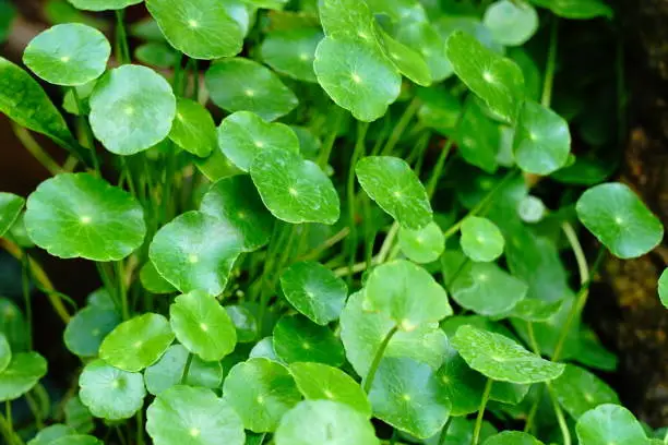 Centella asiatica